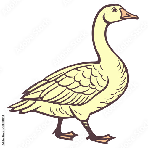 Cute goose walking