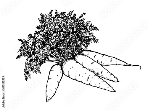 Juicy orange carrots on white background. Vector illustration. Ink line draw vector. Drawing engraving illustration