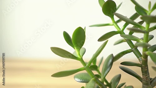 Jade Plant Close Up with Lush Green Leaves on Light Background Detailed View