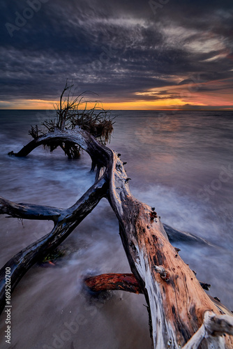 Driftwood in Moody Evening Light at the Coast Weststrand