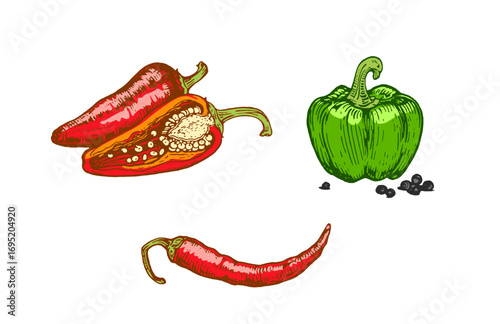Hand drawn chili peppers and bell pepper. Colorful vegetable illustration isolated on white background