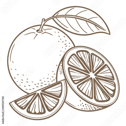 Orange fruit outline illustration for design element