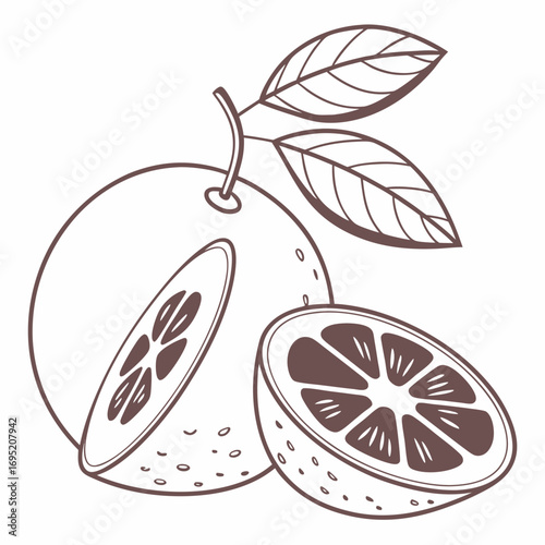 Orange fruit outline illustration for design element