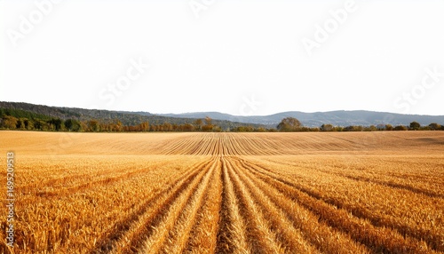 expansive view of golden furrows in a field under a clear isolate on white background cutout