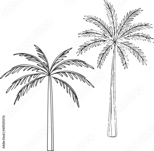 Minimalist palm tree outline with long leaves, clean black line art on plain background 1