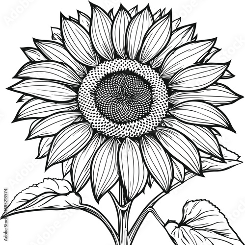 Sunflower outline black contour line art with detailed petals and round center clear design