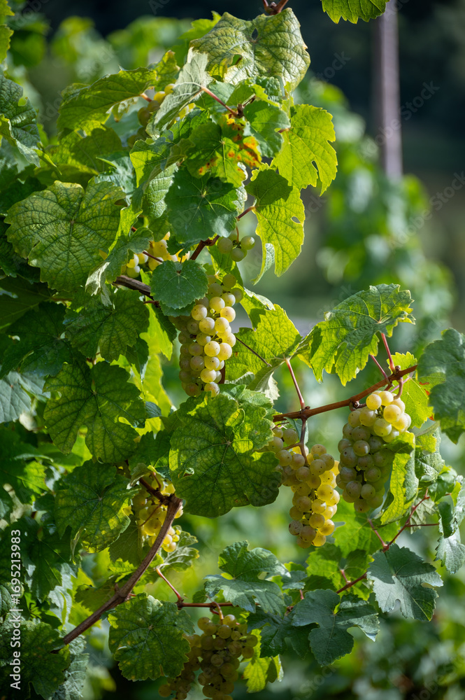 Fototapeta premium Ripe white riesling grapes on vineyards, harvest time in Calmont region with steepest vineyard in Europe on Moselle river valley, Bremm, Germany in sunny day in September