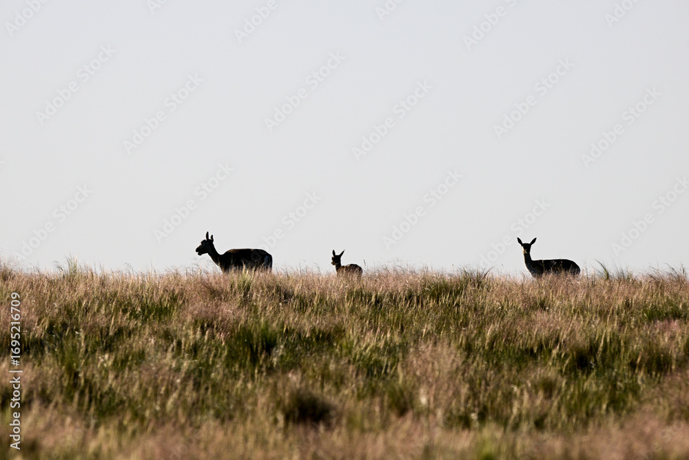 Fototapeta premium Mother and baby Blackbuck Antelope in Pampas plain environment, La Pampa province, Argentina