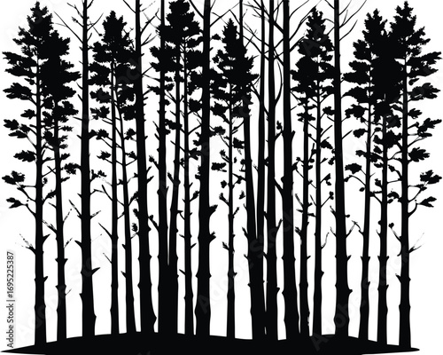 Grove Of Aspens Silhouette | Aspen Tree Grove Silhouette