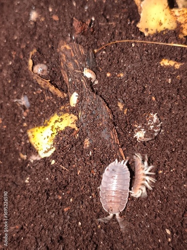 Porcellio es un género de crustáceos terrestres conocidos como cochinillas de humedad, que se alimentan de materia orgánica en descomposición y ayudan al reciclaje del suelo.