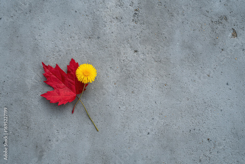 solitary red leaf rests on gray concrete surface with its rich color contrasting against dullness of grey