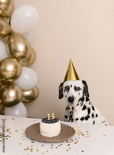 Dalmatian dog celebrating birthday with festive cake and golden party hat indoors. Adorable senior pet sits at decorated table with balloons, cake, and candle, perfect for holiday or animal themes.