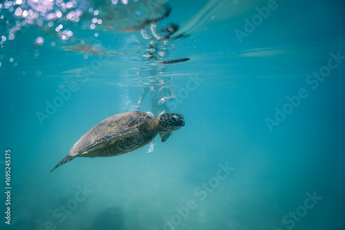 Snorkeling with Wild Hawaiian Green Sea Turtles off the Shore of Waikiki, Oahu, Hawaii 