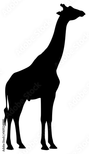 Silhouette of a tall giraffe in profile on a white background
