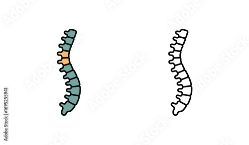 Spine anatomy illustration for medical or educational purposes on white background