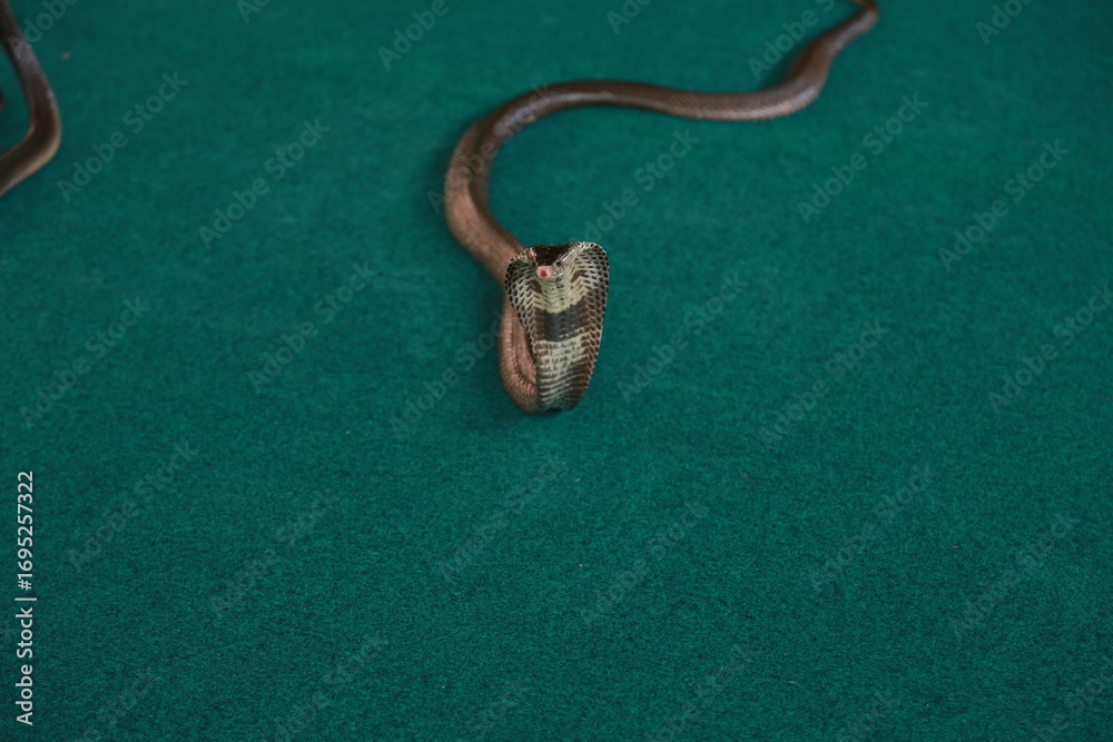 Naklejka premium viper snake