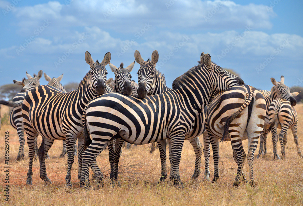 Naklejka premium The plains zebras (Equus quagga) resting with their heads on each other's backs, Tsavo East National Park, Kenya.