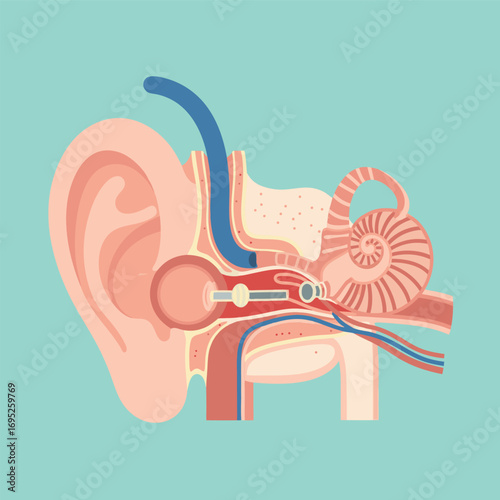 Detailed Medical Illustration of Human Ear Anatomy Showing Inner Ear, Middle Ear, and Outer Ear Structure for Healthcare and Education