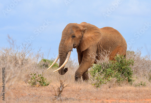 Obraz na plátně Male african elephant (Loxodonta africana) with large tusks walking in savanna,