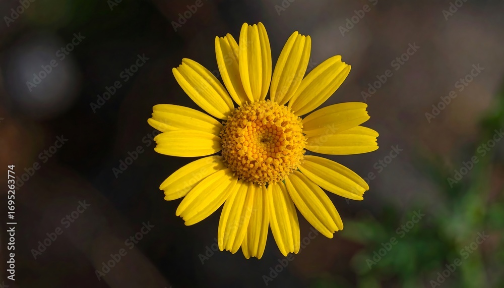 Obraz premium Close-up of a bright yellow flower