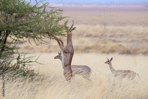 Gerenuk antelope (Litocranius walleri) male standing upright while eating acacia leaves, and two females around, Amboseli National Park, Kenya.