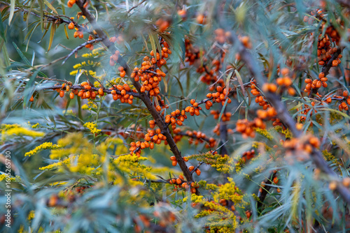 Abundant Sea Buckthorn Berries and Yellow Flowers in Autumn