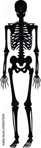 Black silhouette of a full human skeleton on a white background.