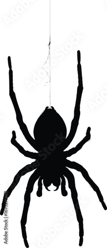 Silhouette of a Spider Hanging from a Web, Black and White.