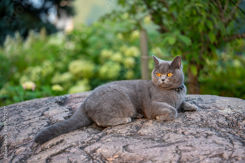 Majestic British Shorthair Cat Resting on a Large Rock in a Garden