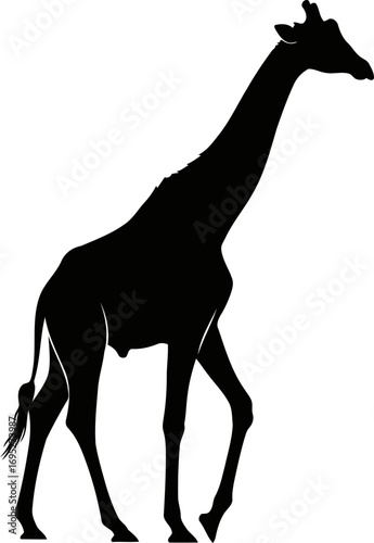 elegant giraffe silhouette serene stride, african savanna, gentle giant art, isolated on transparent background