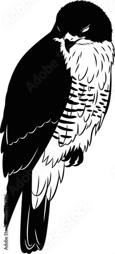 majestic peregrine falcon silhouette a icon of aerial mastery, unrivaled speed, and hunting prowess, isolated on transparent background