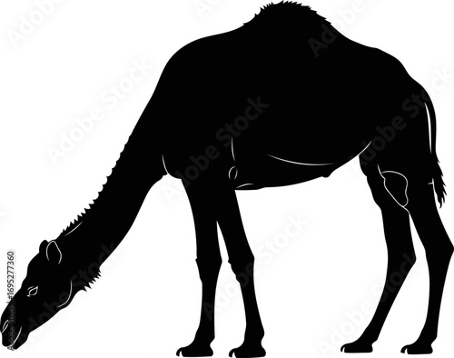 serene desert camel silhouette a masterpiece of tranquil graze, isolated on transparent background