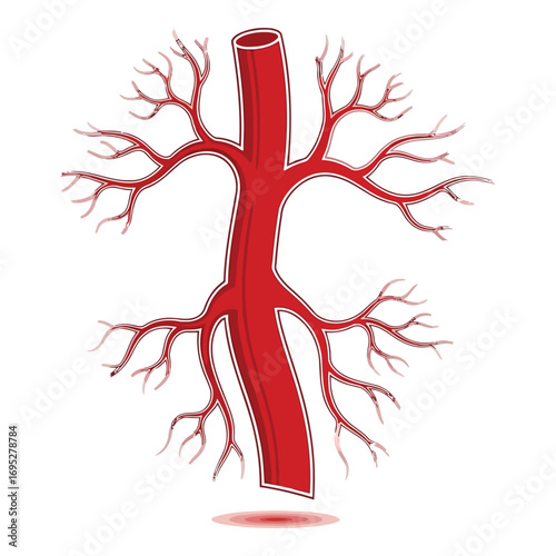 Art of anatomical of a red artery with branching vessels, isolated on white background