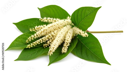 Elegant Arrangement of Japanese Knotweed Blossom with Vivid Green Leaves
