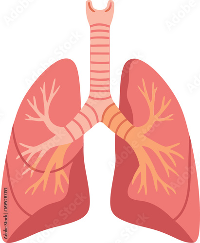 Detailed Human Lung Anatomy Illustration Showing Respiratory System with Trachea, Bronchi, and Pulmonary Structure for Medical and Educational Use