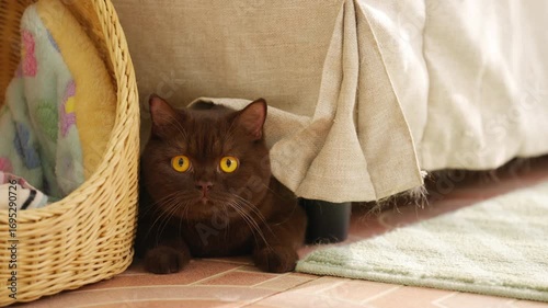 Domestic feline pet chocolate brown cat playing in living room. Happy British Shorthair breed indoor cat lying down and relaxing under sofa. Kitten cat living with human owner at home.