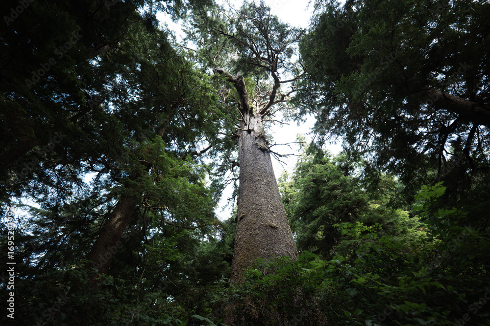 Fototapeta premium tree in the woods