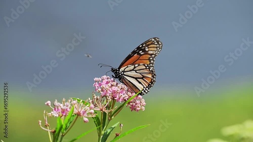 Monarch Butterfly feeding on Swamp Milkweed in Minnesota