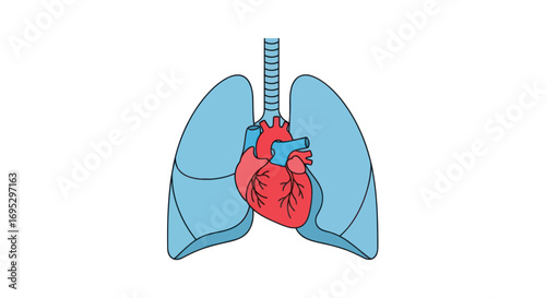 Anatomical illustration depicting the human heart and lungs for educational or medical purposes