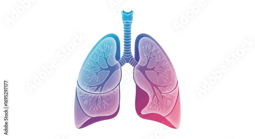 Anatomical lungs representation with intricate tree-like structures and gradient colors