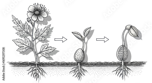 Detailed botanical illustration showcasing sequential stages of plant growth and development