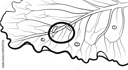 closeup line art butterfly eggs on leaf, nature illustration, entomology, insect life cycle