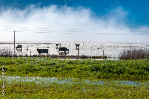 Foggy sunrise in the Pampas – Argentine countryside with cattle