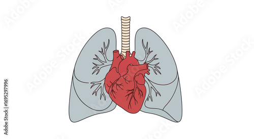 Human heart and lungs illustration representing respiratory system and its functions
