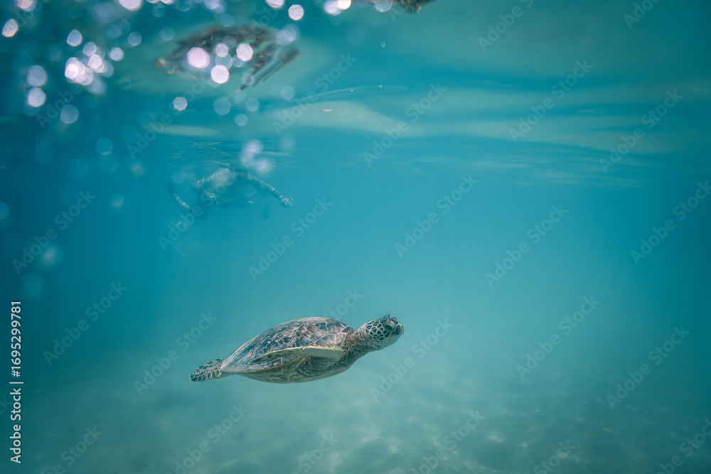 Fototapeta premium snorkeling with wild Hawaiian Green Sea Turtles off the shore in Waikiki