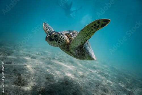 snorkeling with wild Hawaiian Green Sea Turtles off the shore in Waikiki