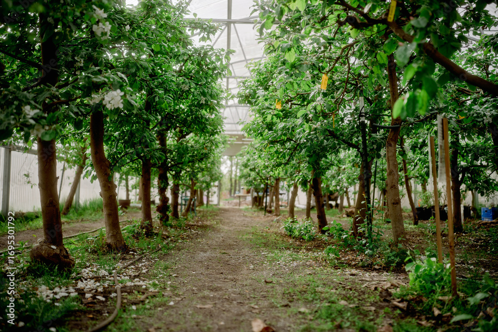 Fototapeta premium Apple Orchard