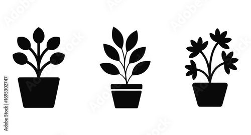 A black leafy plant with five leaves set