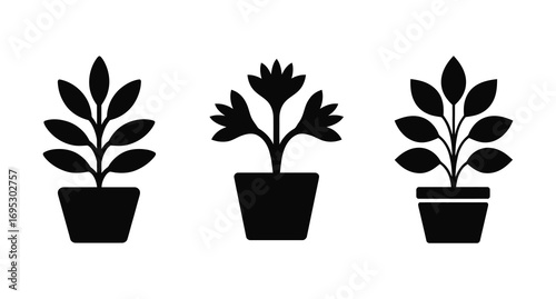 A black leafy plant with five leaves set