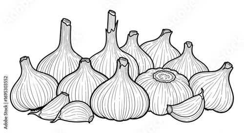 garlic cloves bulbs vintage line art drawing illustration